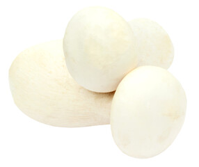 Fresh Milky mushroom