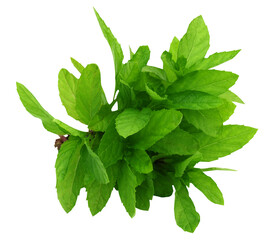 Obraz premium Bunch of fresh mint leaves