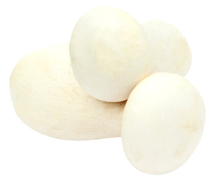 "Milky Mushroom" Images – Browse 22 Stock Photos, Vectors, and Video