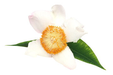 Mesua ferrea or Nageshwar flower of Indian subcontinent