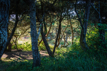 Naklejka premium Campground Forest Oregon