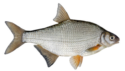 Freshwater fish isolated on white background closeup. The the white bream or the silver bream  is a...