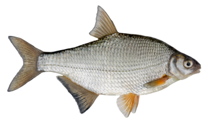 Freshwater fish isolated on white background closeup. The the white bream or the silver bream  is a  fish in the carp family Cyprinidae, type species: Blicca bjoerkna.