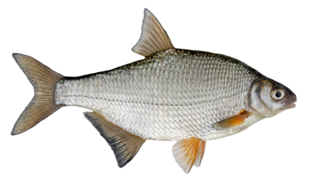 Freshwater fish isolated on white background closeup. The the white bream or the silver bream  is a  fish in the carp family Cyprinidae, type species: Blicca bjoerkna.