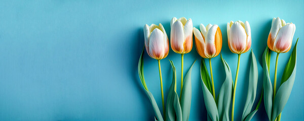 tulips on a pastel background with copy space