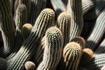 Cactus, Real Jard&iacute;n Bot&aacute;nico de Madrid, Spain