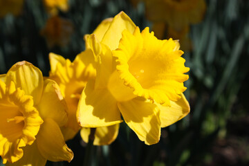 Yellow daffodil flower, Real Jardín Botánico de Madrid, Spain