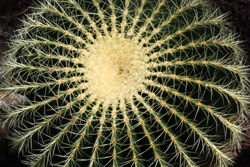 Cactus detail, Real Jard&iacute;n Bot&aacute;nico de Madrid, Spain