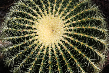 Cactus detail, Real Jardín Botánico de Madrid, Spain