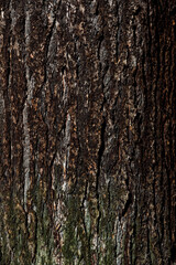 dark colored bark of a tree