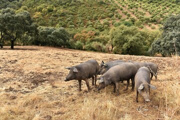 Black Iberian ibérico pigs partially covered in brown mud surrounded by dry yellow grass, roaming the arid Andalusian countryside against a backdrop of dehesa oaks and olive groves, El Bosque, Spain
