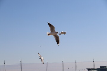 A bird flying high in the sky.