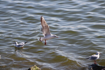 A bird landing on water in the boulevard of Baku during daytime. 