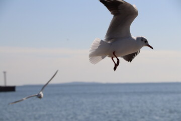 A bird landing on the coast.