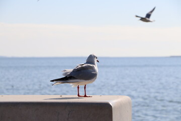 A bird sitting on the coast.