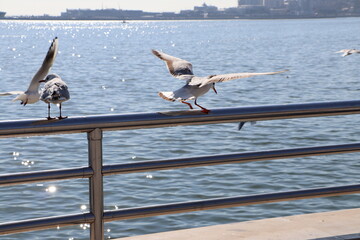 A bird landing.
