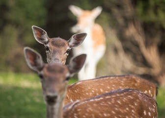 Deers in the wild