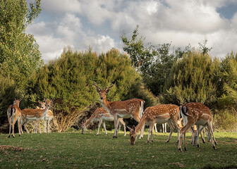 Deers in the wild