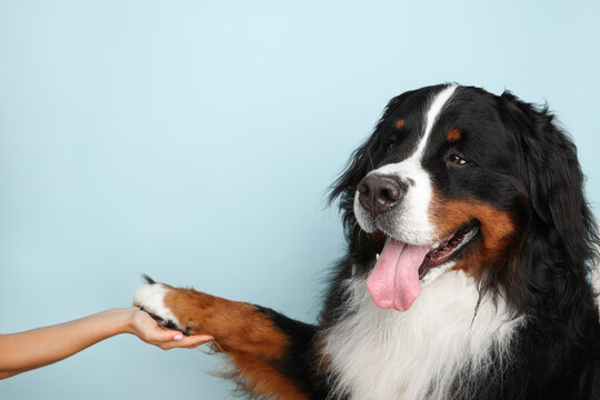 Stock Foto Bernese mountain dog on a pale blue background. Studio shot of a dog and a human hand on an isolated background. The dog gives a paw to the owner. The man holds the dog by the paw.