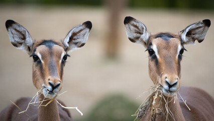 Zwei Impala Antilopen beim Fressen von trockenen Gras