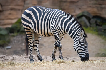 Fototapeta na wymiar Zebra beim Fressen vom Boden