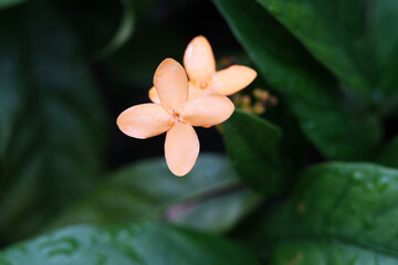 Close up of orange yellow flower