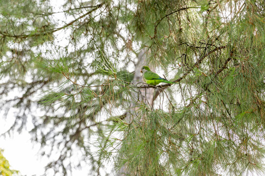 Monk Parakeet, Myiopsitta Monachus, Buen Retiro Park, Madrid, Spain
