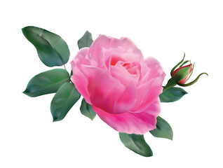 Lovely pink spring or summer rose