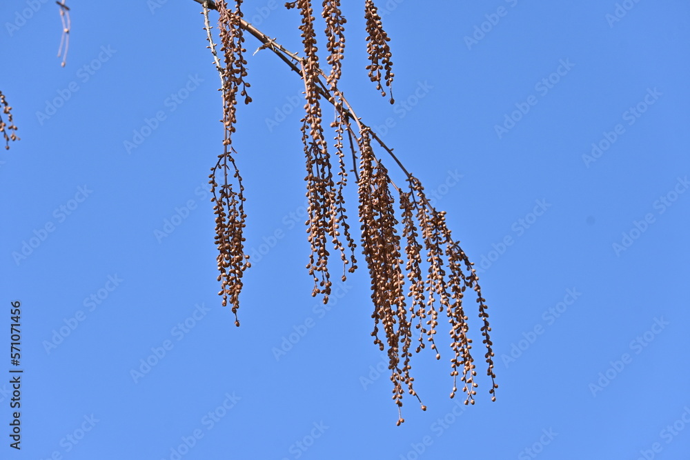 Wall mural dawn redwood (metasequoia) trees and fruits in winter time. cupressaceae deciduous tree. the fruits 