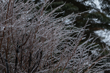 Iced bush