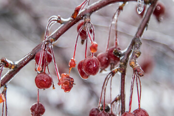 ice red berries on a branch