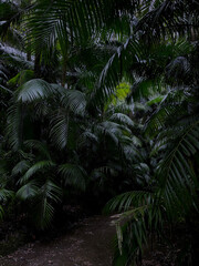 Palmy przy drodze  © Anna