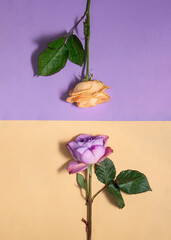 Pastel purple and orange roses on light background. Romantic bloom concept. Minimalistic nature flat lay. 8th march idea.
