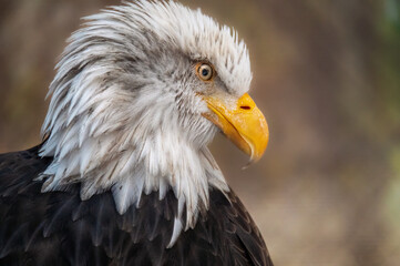 portrait of a eagle