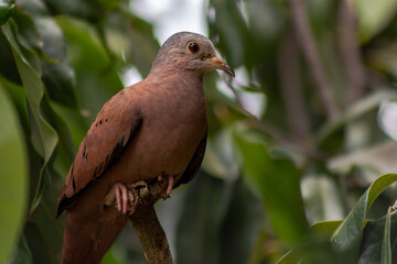 Ruddy ground dove in the tree