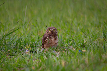 owl in grass