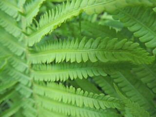 Fern