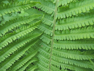 Forest Fern