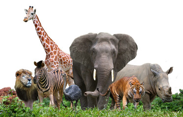 group of wildlife animals in the jungle.  - obrazy, fototapety, plakaty