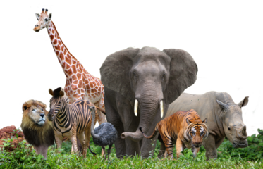 group of wildlife animals in the jungle. 