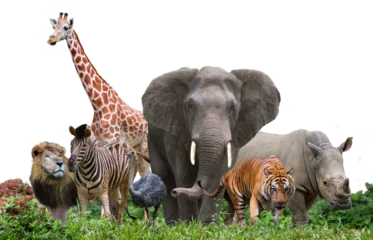 Deurstickers Toilet group of wildlife animals in the jungle. 