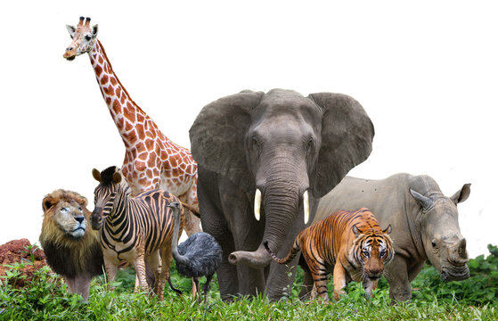 group of wildlife animals in the jungle. 
