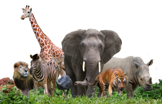 group of wildlife animals in the jungle. 
