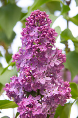 Fototapeta na wymiar Lilac flowers on a tree