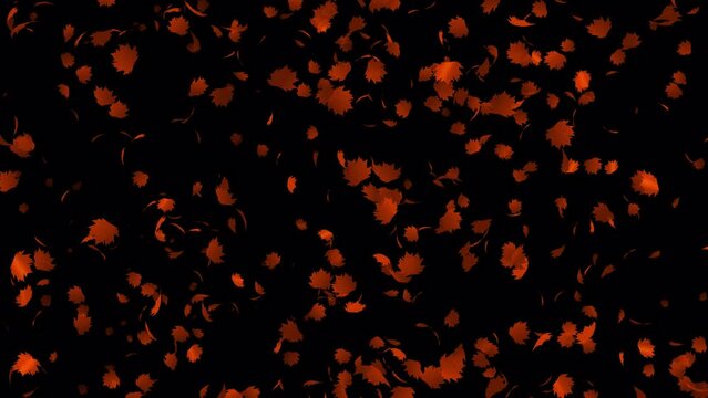 Orange maple leaves flying animation in 4K Ultra HD, Beautiful leaves falling animation with transparent background
