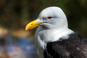 Kelp Gull (Larus dominicanus)
