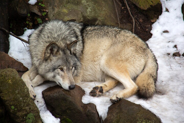 Grey wolf sleeping on the snow