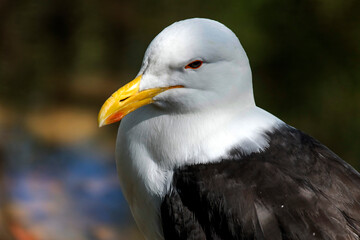 Kelp Gull (Larus dominicanus)