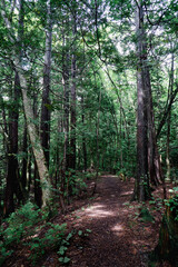 Obraz premium hiba is fragrant tree and sweeter than hinoki tree. Aomori prefecture is famous sa Hiba trees.