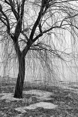 湖畔の木　壁紙